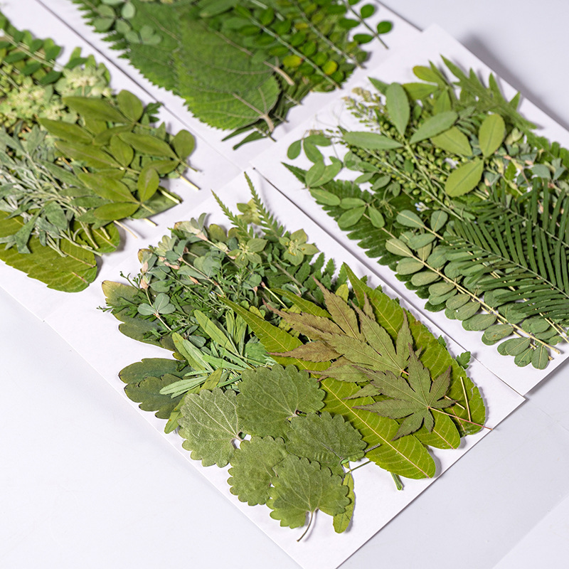 Dried Flower Bookmark - 1Set 35 Buah Herbarium Daun Campuran