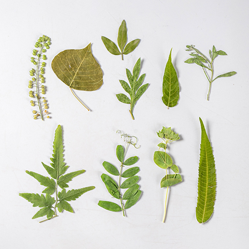 1Set 35 Buah Herbarium Daun Ca - Dried Flower Bookmark ulasan dan harga